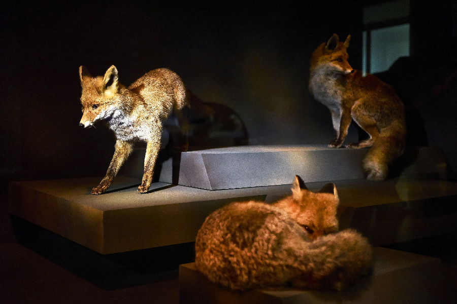 Animaux du muséum de Grenoble