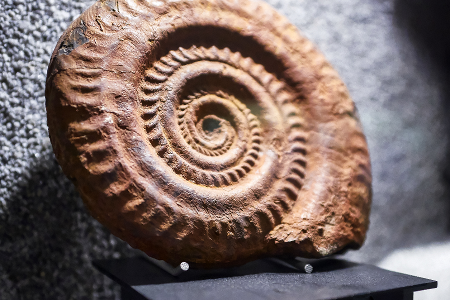 Fossile