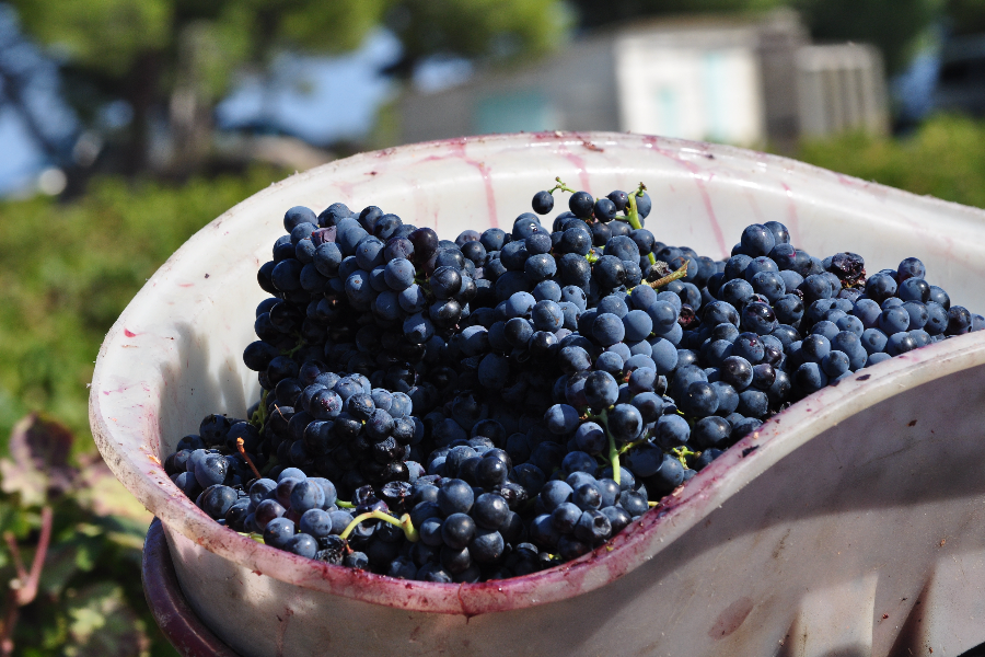 LES VIGNERONS DE CAP LEUCATE - ©LES VIGNERONS DE CAP LEUCATE