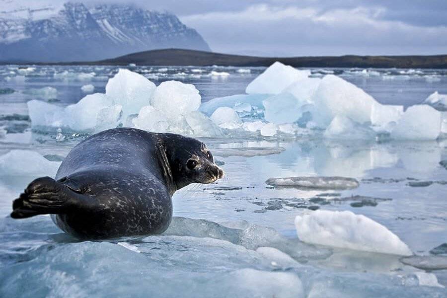 Glacier Lagoon