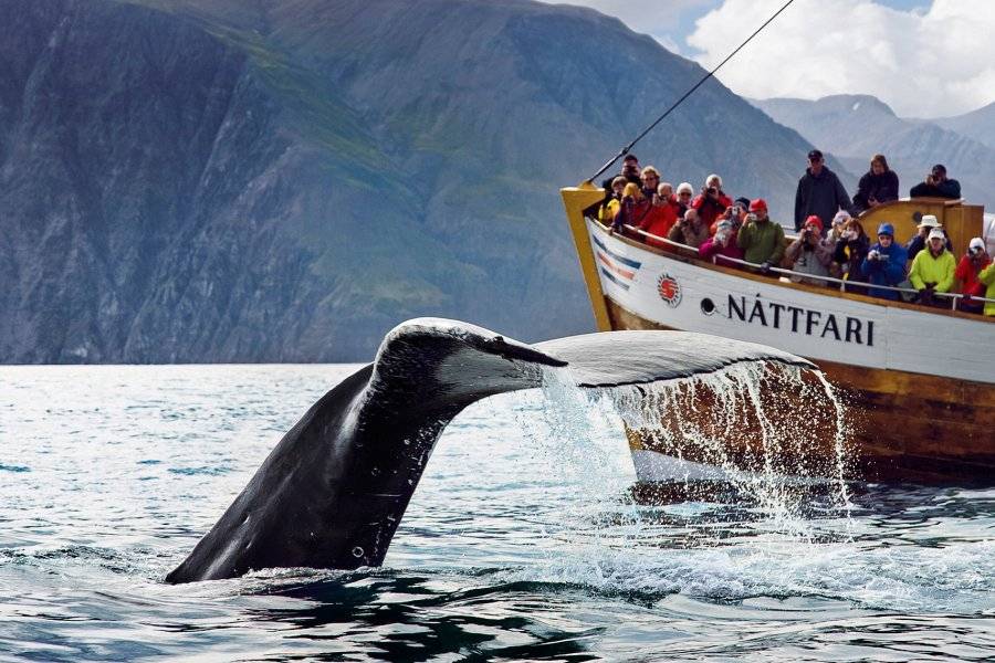 whale watching - ©NORTH SAILING