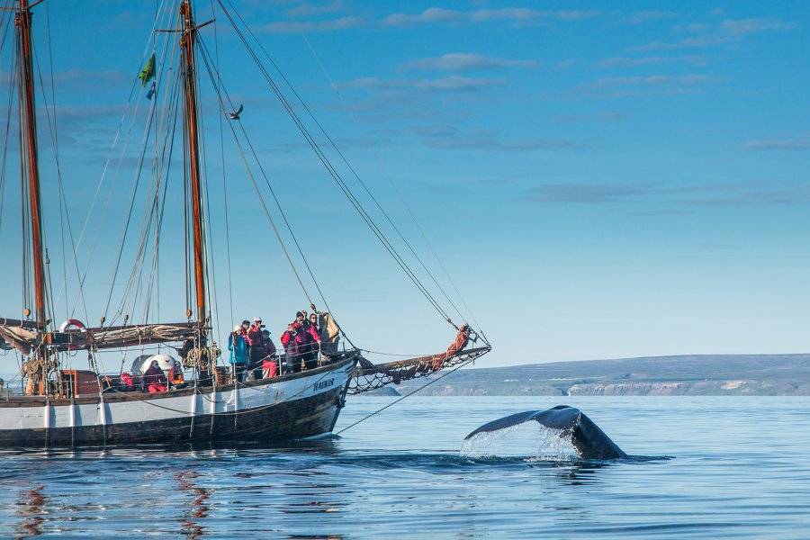 whale watching - ©NORTH SAILING