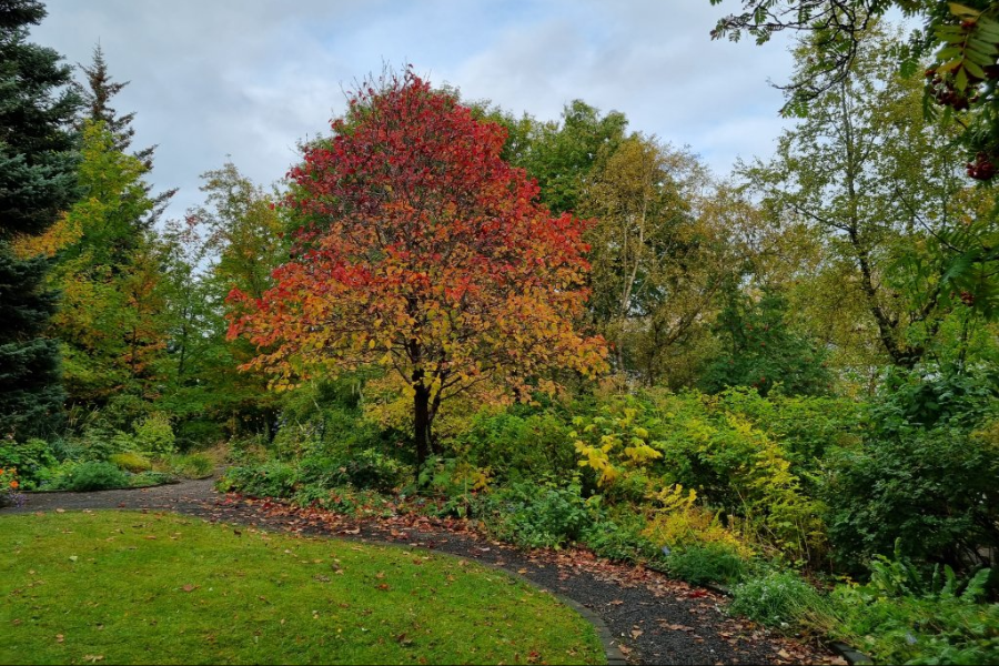 JARDIN BOTANIQUE (LYSTIGARÐURINN)