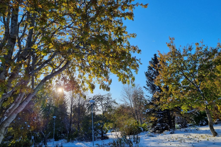 JARDIN BOTANIQUE (LYSTIGARÐURINN)