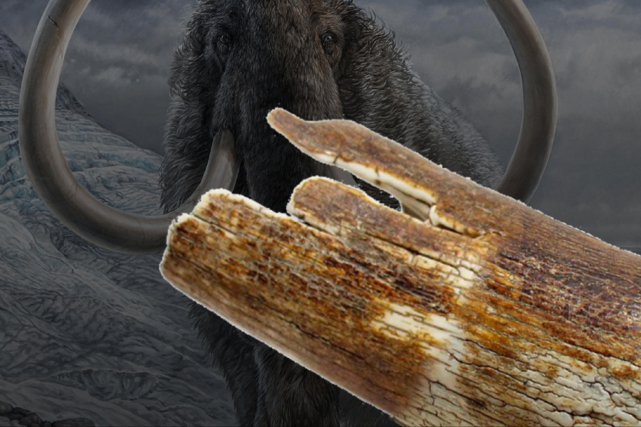 Christophe LACAZE - Couteau CL01 croute d'ivoire de mammouth - Joaillier du Couteau Estaing - ©Christophe LACAZE - Le Joaillier du Couteau Estaing