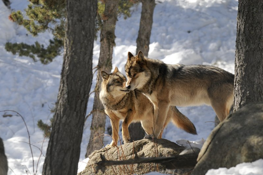 les loups - ©PARC ANIMALIER - LES ANGLES
