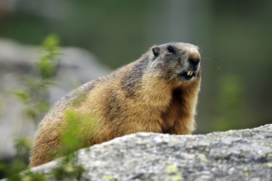 Marmotte - ©PARC ANIMALIER - LES ANGLES