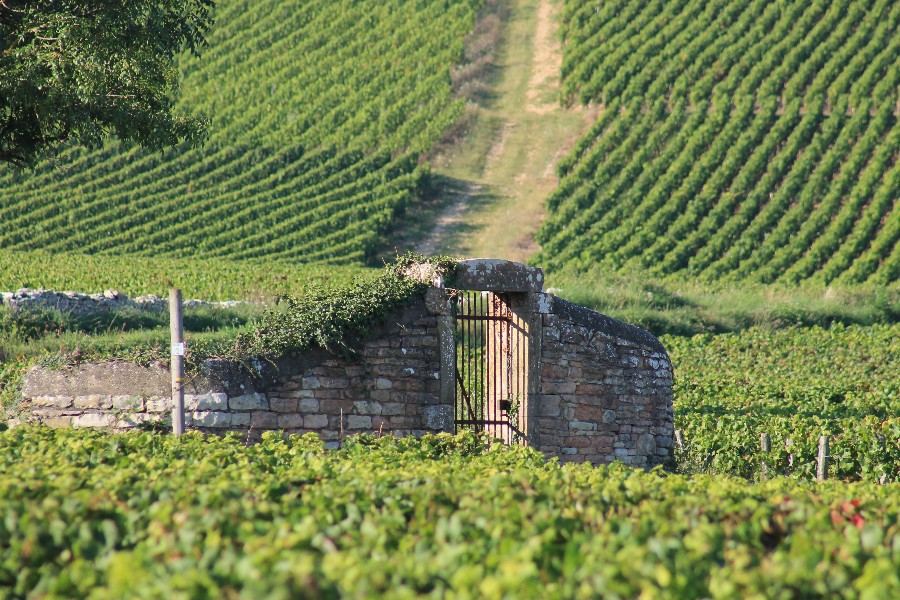 Le vignoble de Givry - ©Office de Tourisme du Grand Chalon