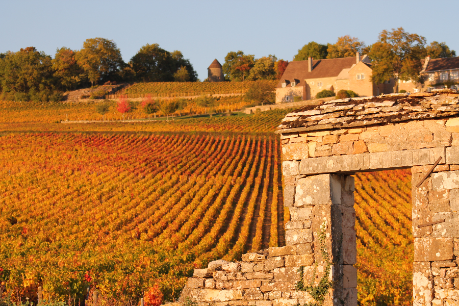 Le vignoble en automne - ©Office de Tourisme du Grand Chalon