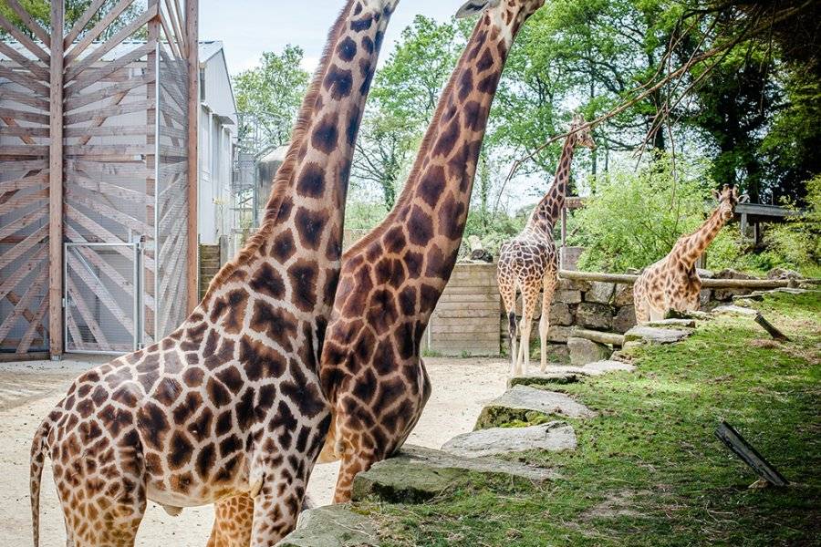 Girafes Branféré - ©PARC ANIMALIER BRANFÉRÉ