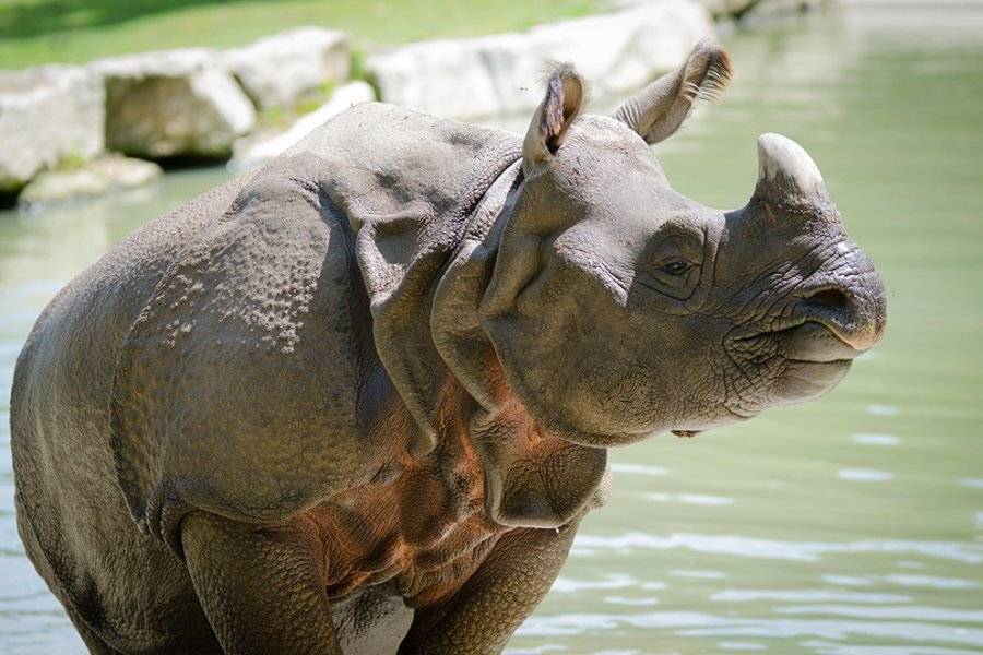 rhinocéros Branféré - ©PARC ANIMALIER BRANFÉRÉ