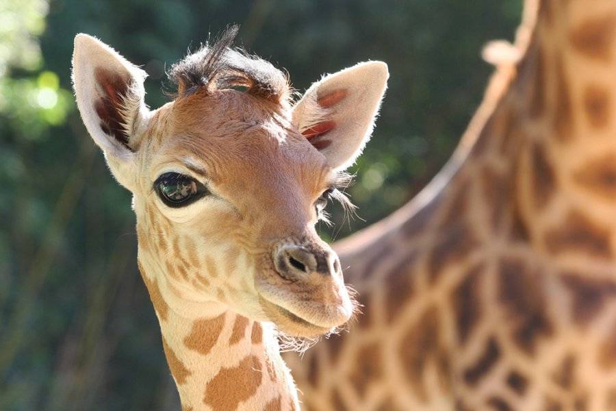 Girafe - ©ZOO DES SABLES