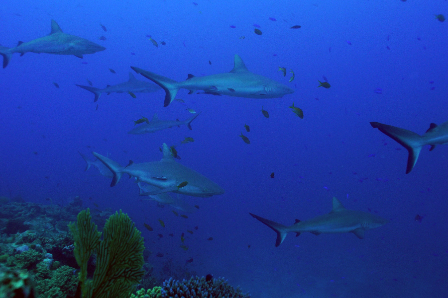 Requins Gris de récif sur le site Jardin D'Eden - ©Pierre-Emmanuel FAIVRE