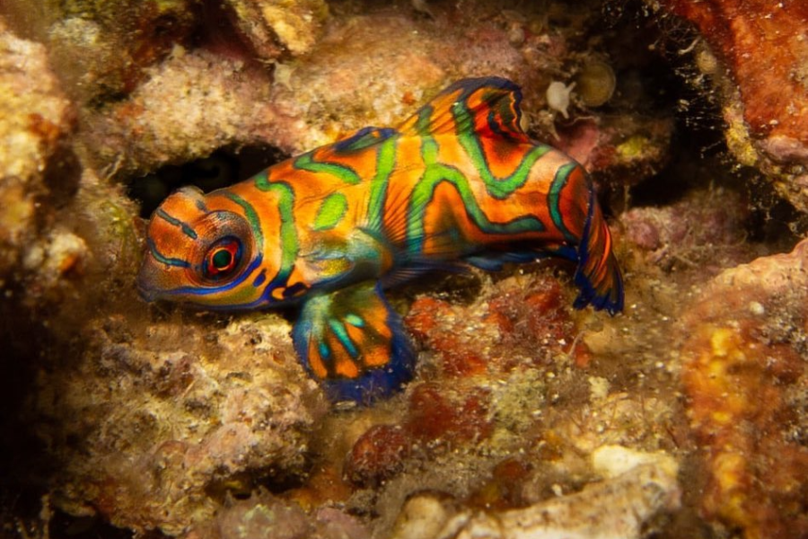 Bali Reef Divers - ©Bali Reef Divers