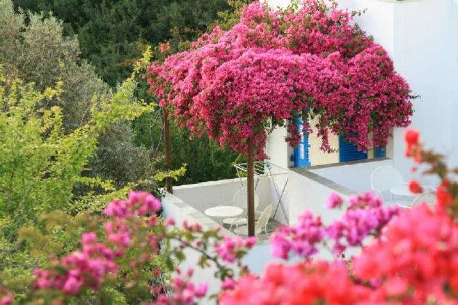 bougainvilliers - ©ALEXANDROS HOTEL