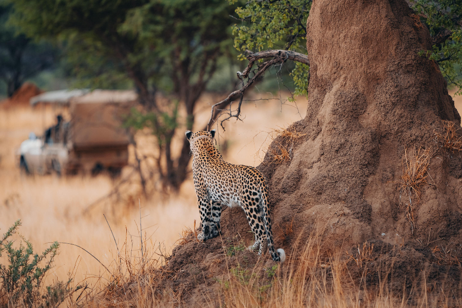 OKONJIMA NATURE RESERVE - ©OKONJIMA NATURE RESERVE