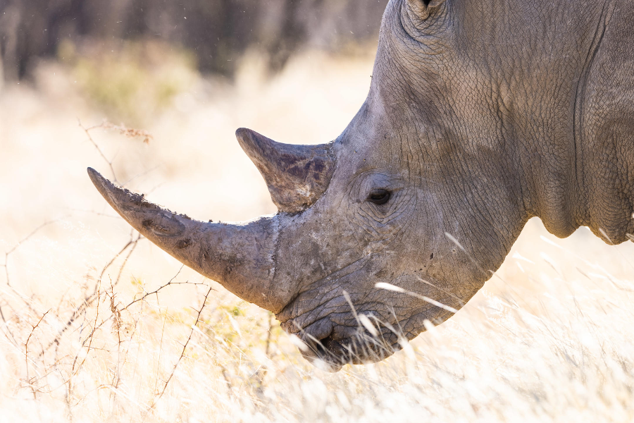 OKONJIMA NATURE RESERVE - rhino - ©OKONJIMA NATURE RESERVE - rhino