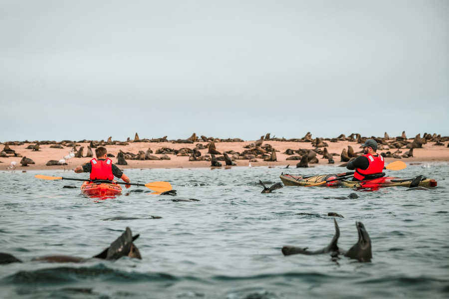 Enjoy the freedom of the ocean as you sit almost sea level with hundreds of seals swimming past - ©Laramon Tours