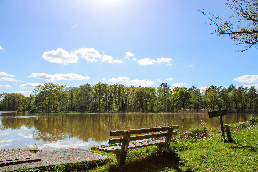 Etang solognot au Domaine du Ciran