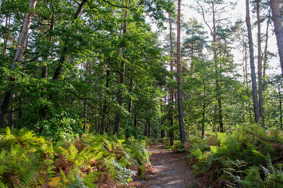 Forêt d'Orléans