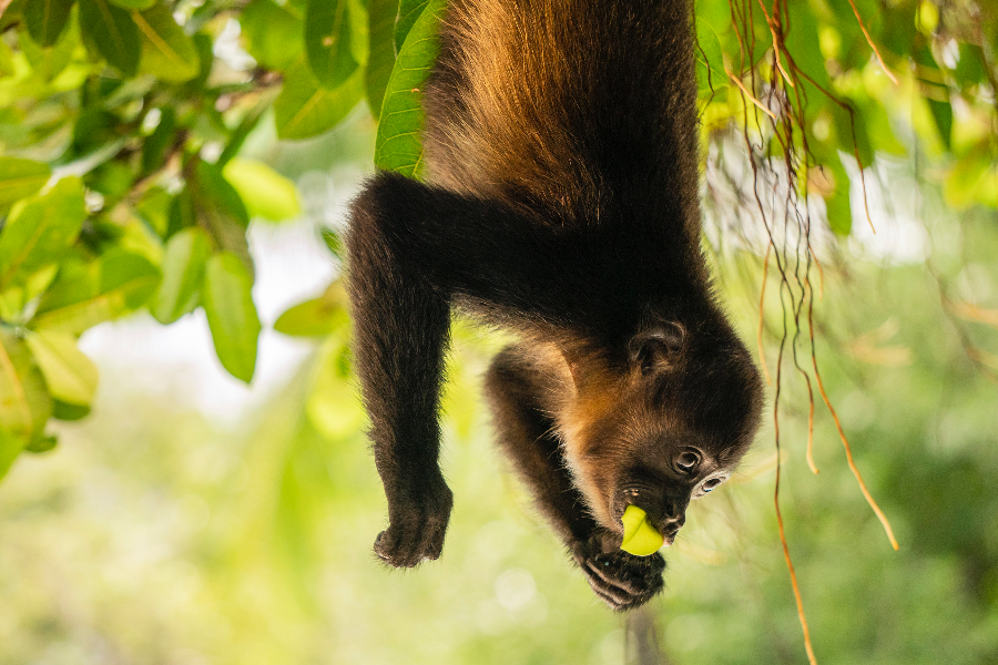 A howler monkey in the gardens of the hotel - ©Hotel Capitán Suizo