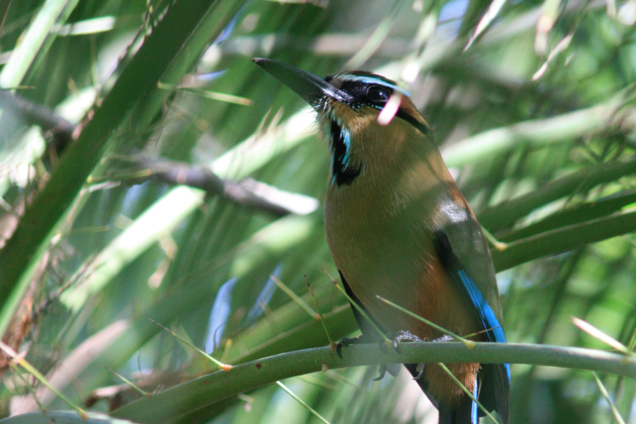 Bird at Hotel Capitán Suizo