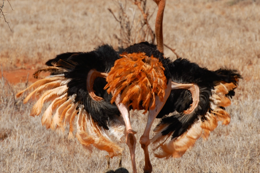 Birds of Tsavo - ©AQS