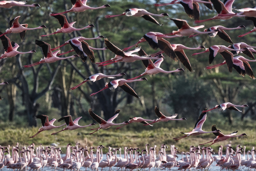 Lake Nakuru National Park - ©Cliff Boats