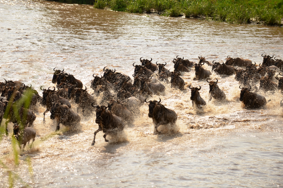 Great Migration - ©AQS