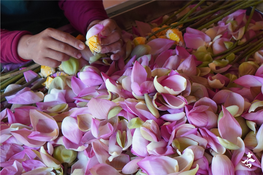 Artisan peeling of petals of lotus flower that are used for soap