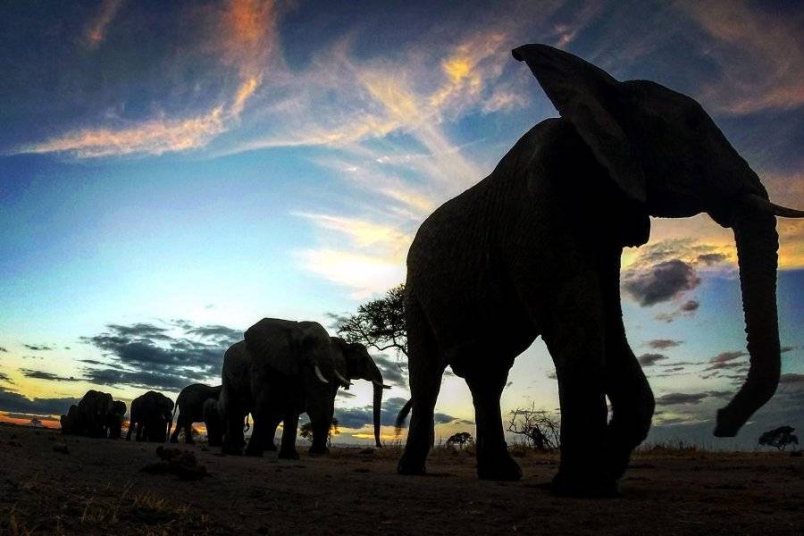 Elephants - ©TARANGIRE SAFARI LODGE