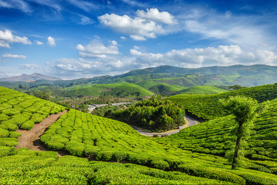 Munnar - ©@cholantours