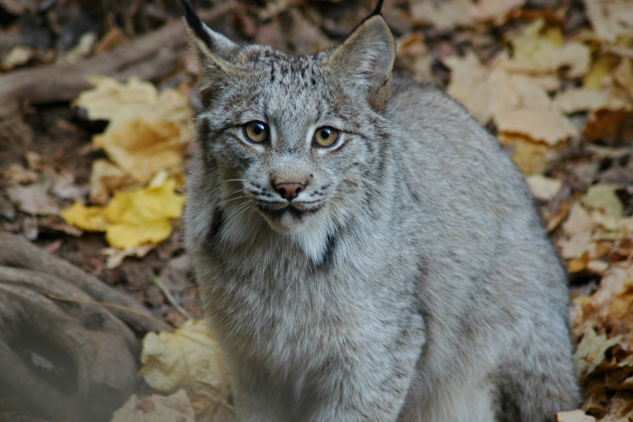 Lynx du Canada, écosystème de l'Érablière des Laurentides - ©Espace pour la vie/Claude Lafond