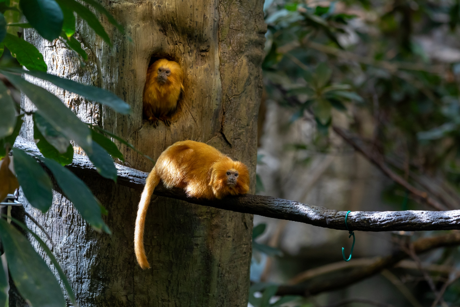 Tamarins lion dorés, écosystème de la Forêt tropicale humide - ©Espace pour la vie/Claude Lafond