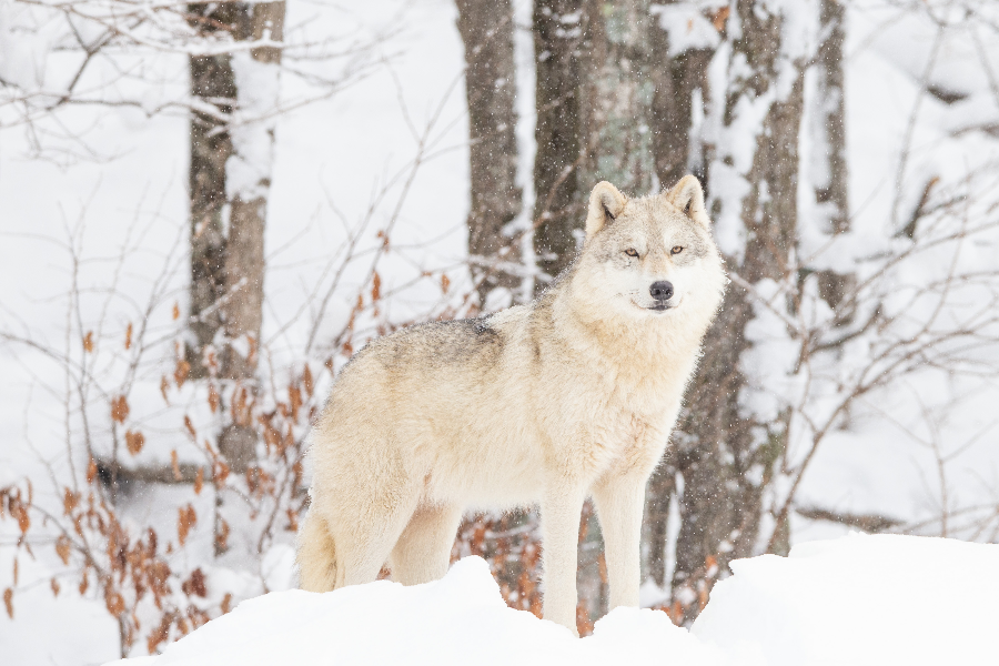 Loup arctique - ©Parc Oméga
