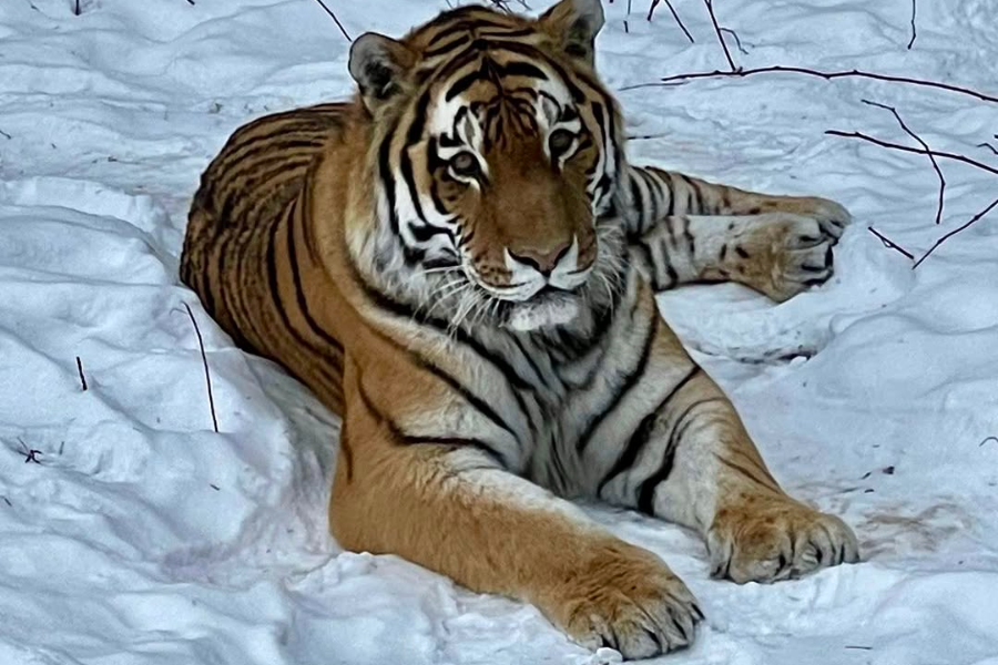 ZOO SAUVAGE DE ST-FÉLICIEN