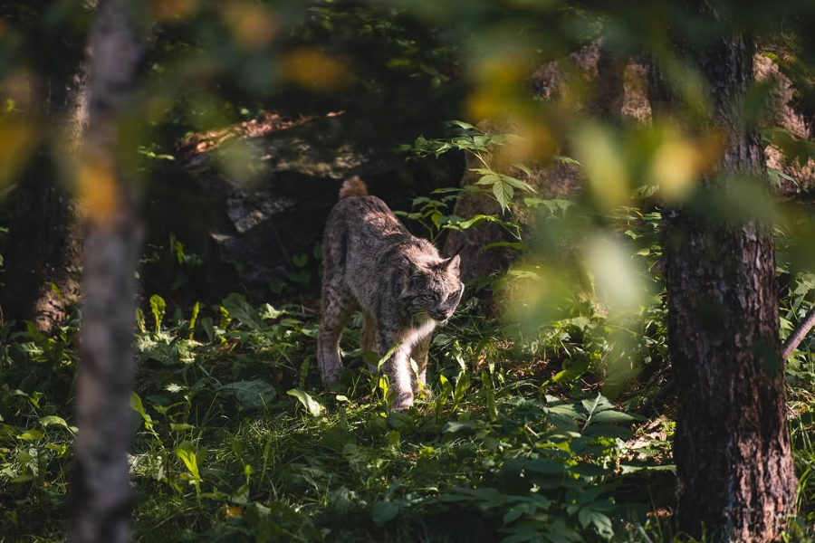 ZOO SAUVAGE DE ST-FÉLICIEN