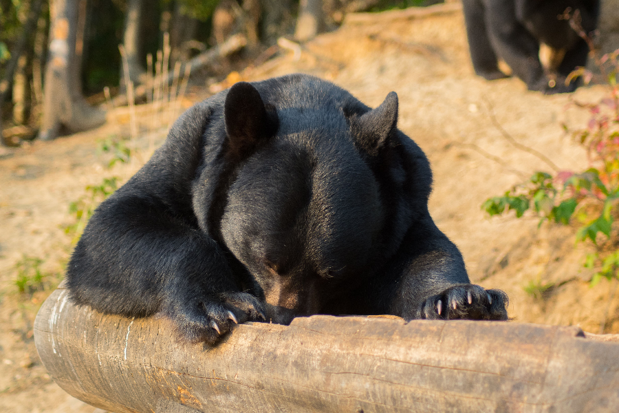Observation de l'ours noir - ©Dany Remigereau