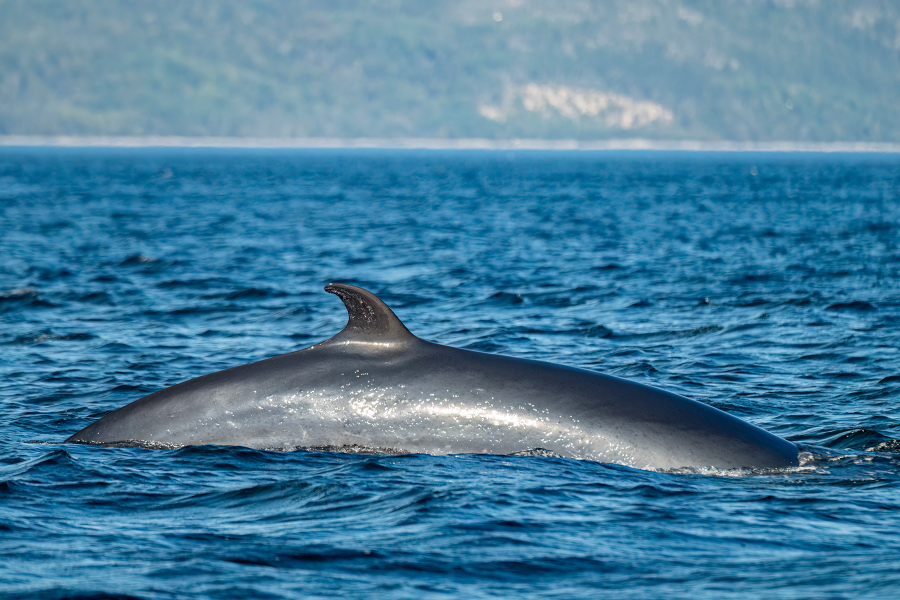 Baleine - ©Croisières AML