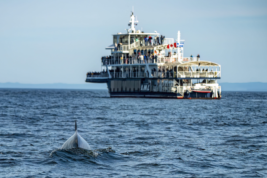 Observation des baleines - ©Croisières AML