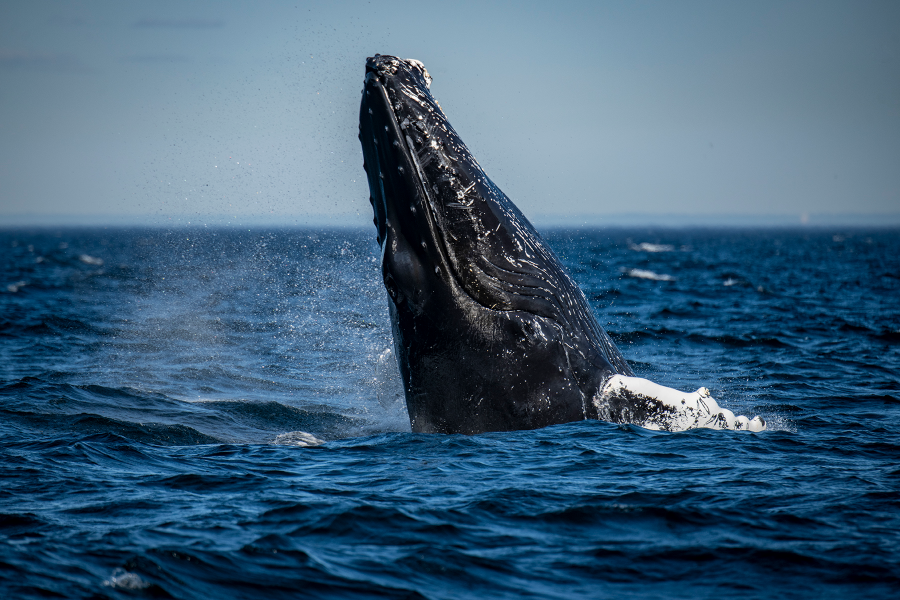Baleine - ©Croisières AML