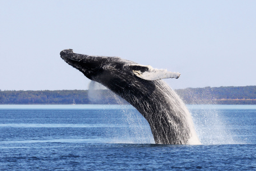Baleine qui saute - ©Catherine Dubé
