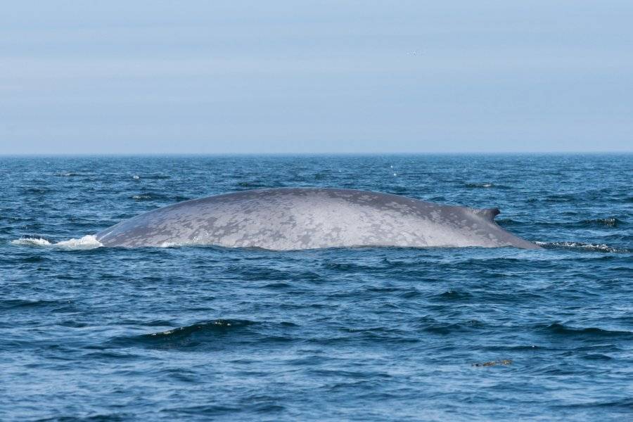 baleine bleue - ©CROISIÈRES ESSIPIT