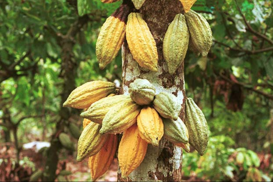 Cabosse de cacao - ©Choco-story