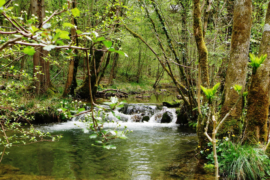 PARC NATIONAL DE FORÊTS - ©PARC NATIONAL DE FORÊTS