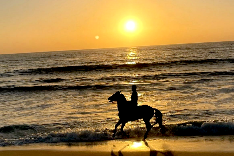 Cheval océan