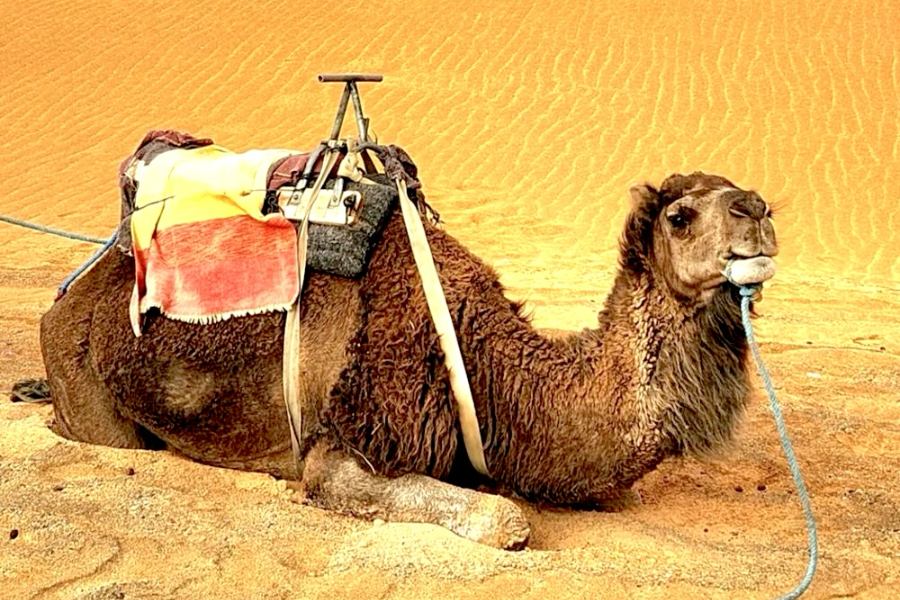 IDEAL TRAVEL MOROCCO