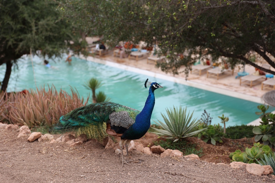 Piscine et jardin - ©@paradisnomade