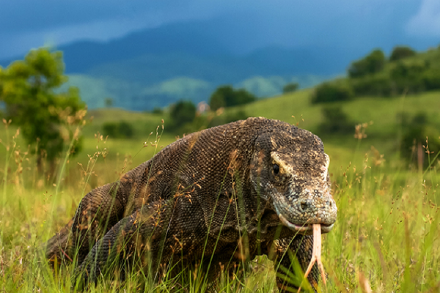Varan de Komodo - ©Shutterstock
