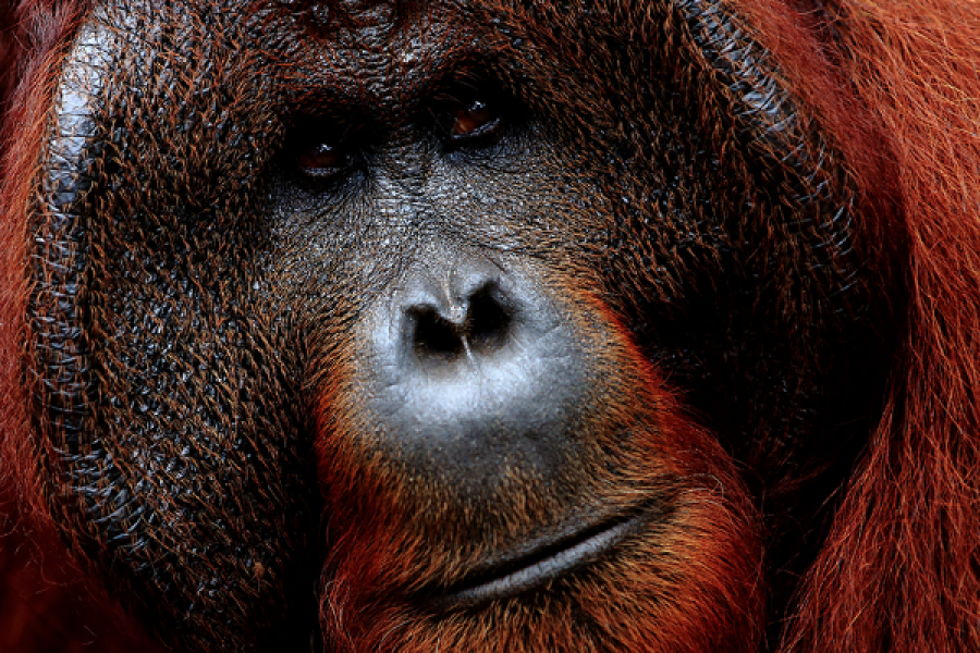 Orangoutan (Bornéo) - ©Dominic C Photography